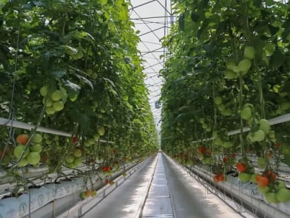 Прогнозы роста сельского хозяйства в Ингушетии на 2024-2027 годы