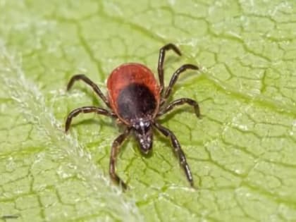 Осторожно,клещи!