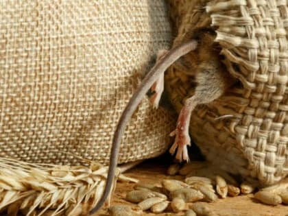 В Ингушетии себестоимость зерна из-за нашествия грызунов существенно не изменится