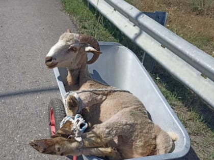 В Карабулаке малоимущим семьям раздали жертвенные животные