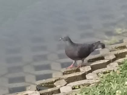 Специалисты ветслужбы Ингушетии выясняют причину гибели голубей