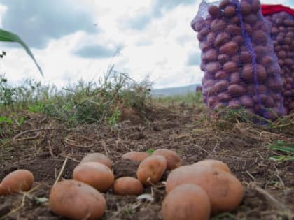 Ингушетия получит 25,2 млн рублей на производство картофеля и овощей