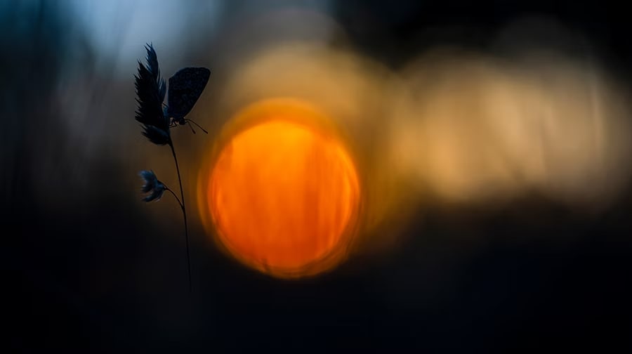 Une papillonnade de lumiere