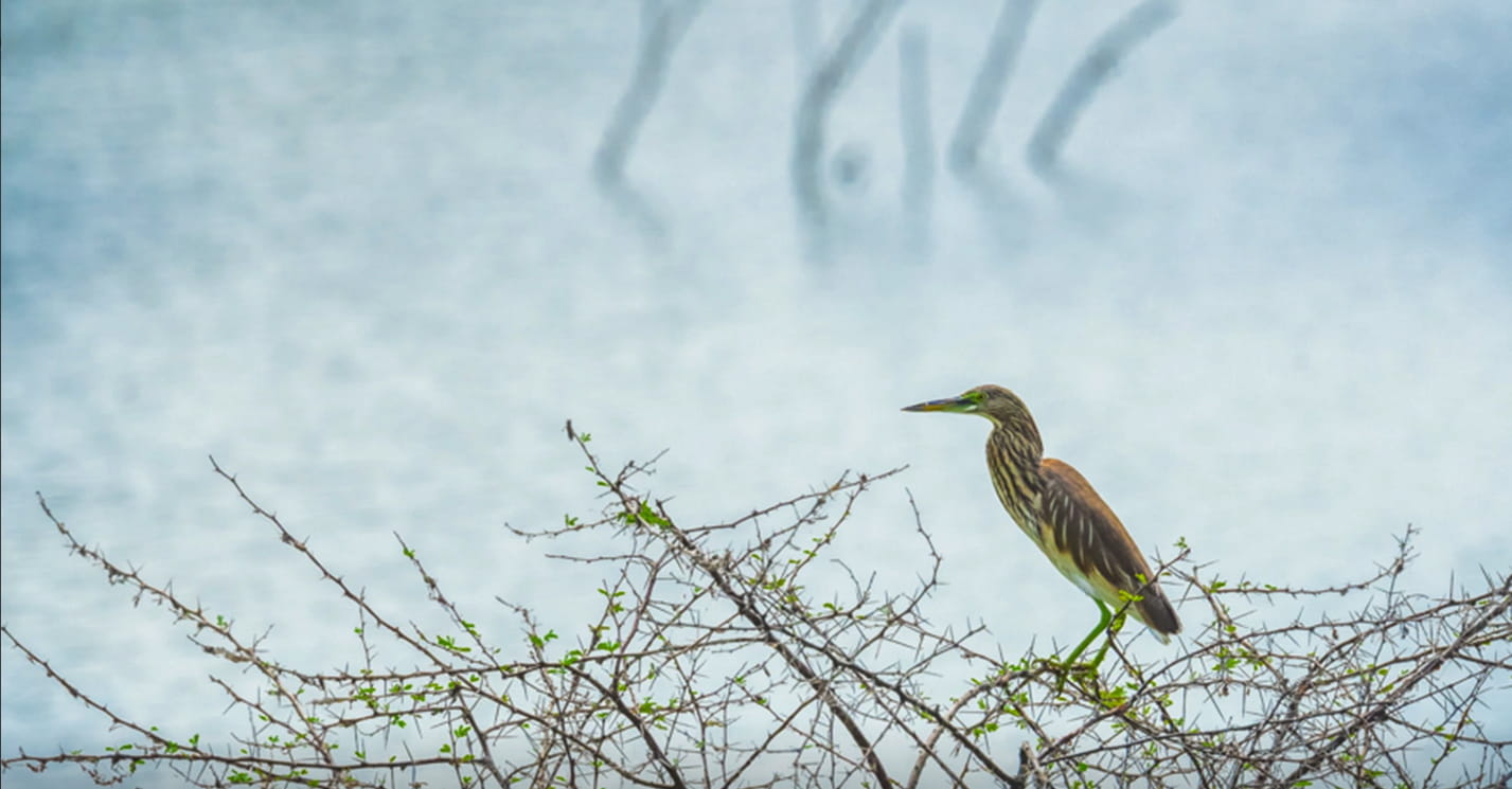 Erode District Best Tourist Places, Bird Park Tourism