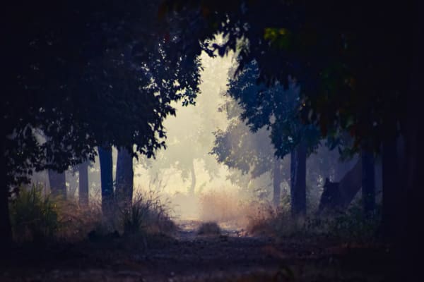 Bhandara Tourism: Wild Life Sanctuary, Beautiful Lakes Bhandara