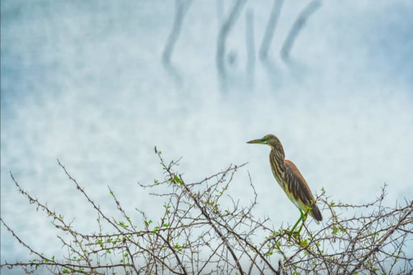 Erode District : Best Tourist Places, Bird Park Erode