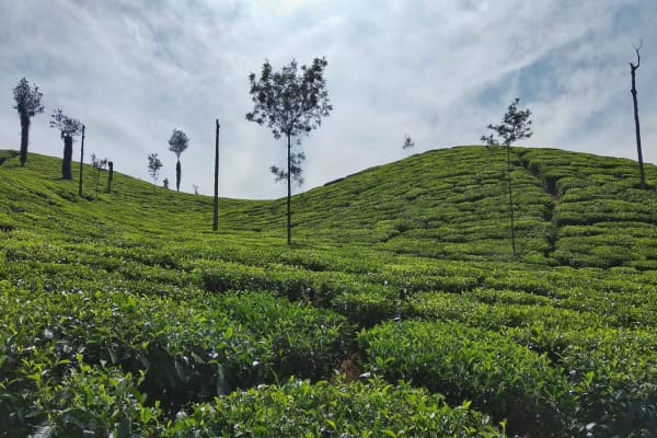 Chikmagalur Tourism: Tourist Places, Resorts, Best Places to Visit Chikmagalur