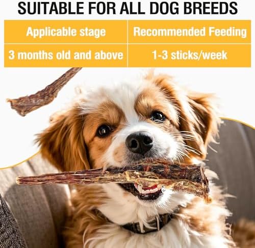 Vue 4 de Os De Queue De