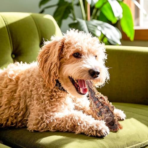 Vue 7 de Os De Queue De