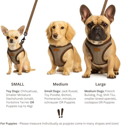 Vue 6 de Ensemble Harnais Et Laisse