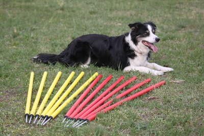 Vue 6 de Agility Slalom Kit Piquets