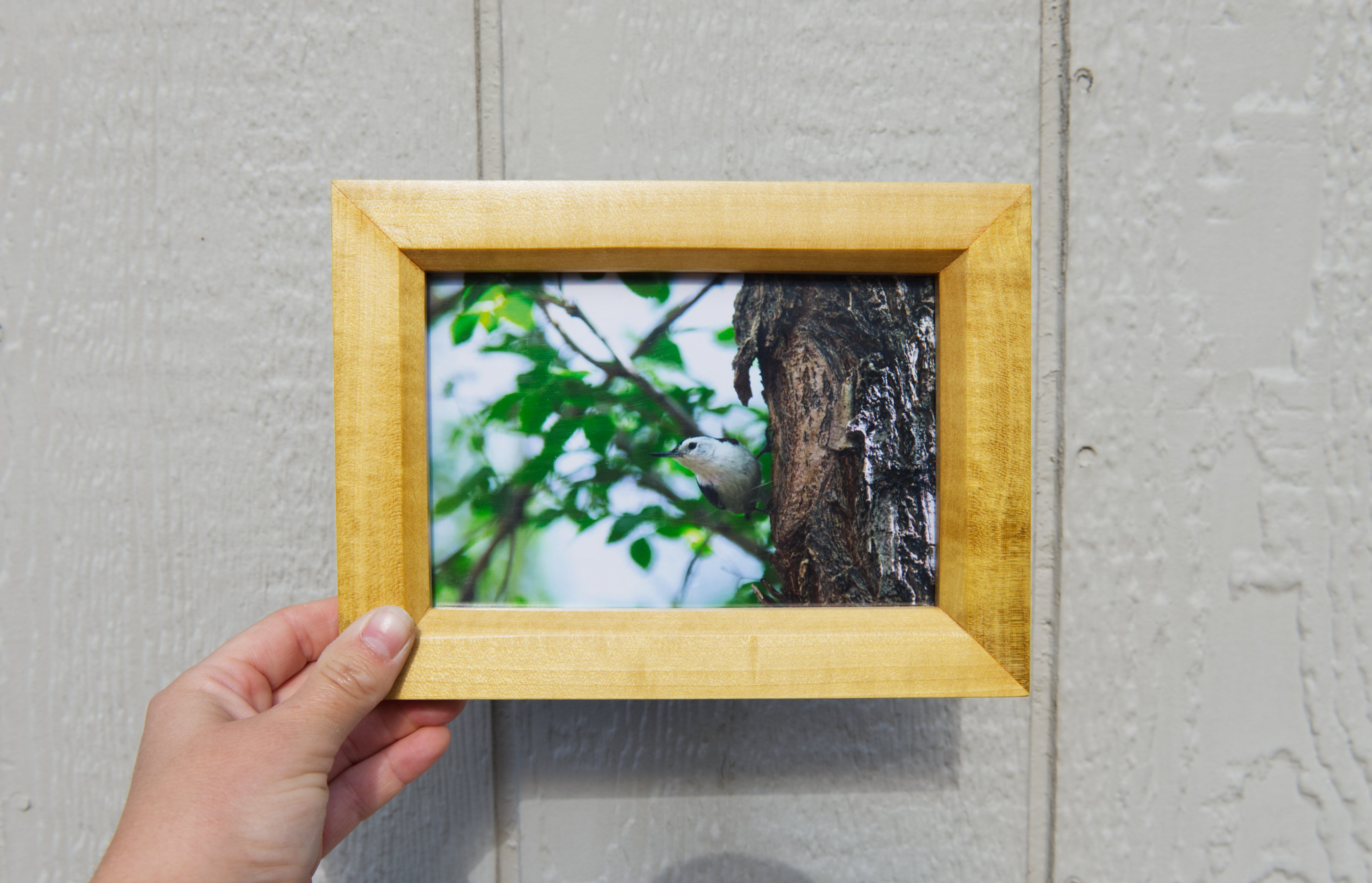 Nuthatch Picture Frame