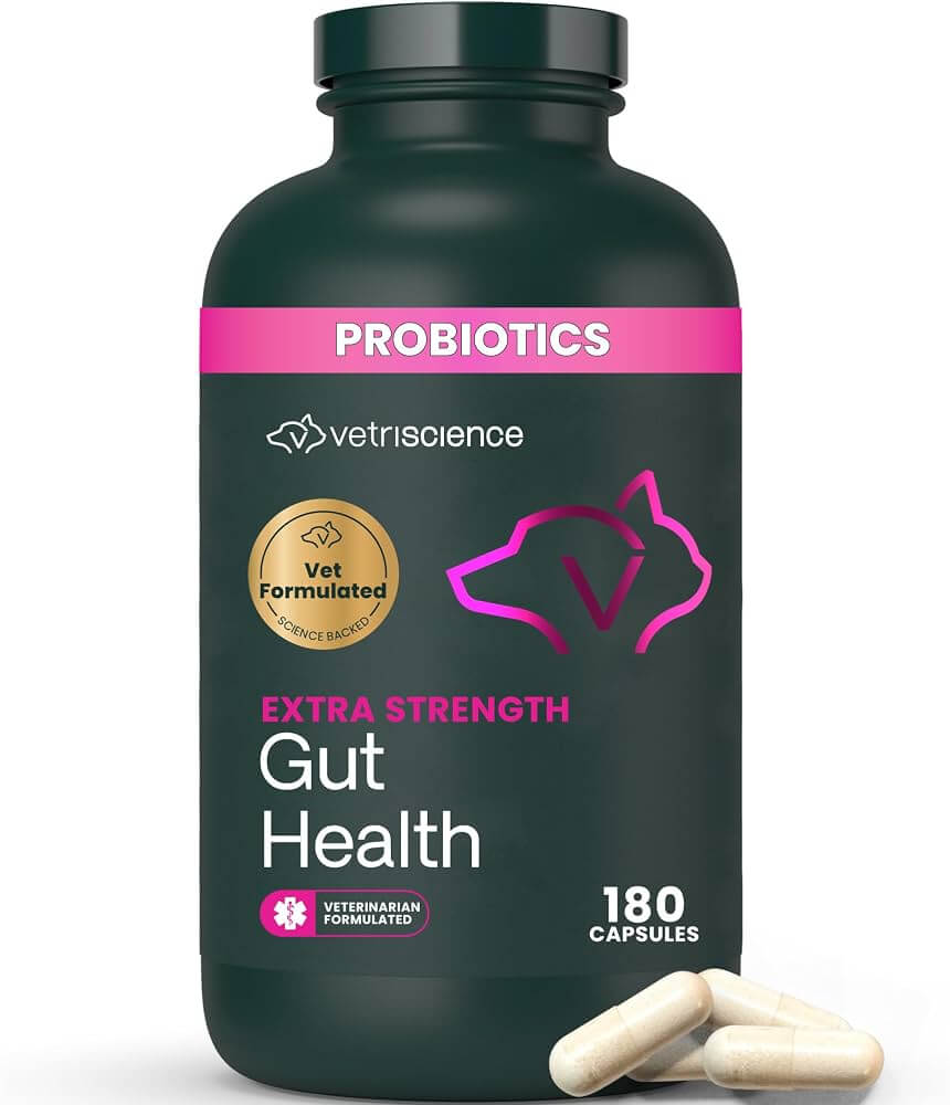 buy gut health supplement best gut health supplement gut health supplement probiotics for gut health digestive health supplement