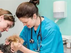 Clinica Veterinaria Les Corts