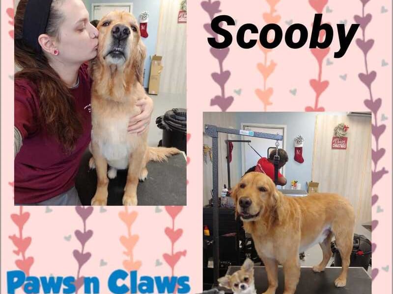 Paws & Claws Grooming