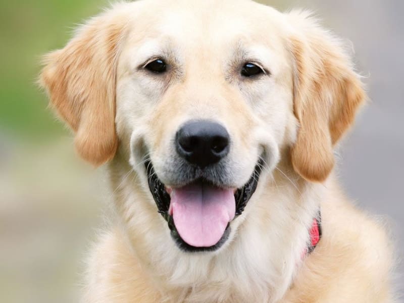 Dog Planet Toelettatura