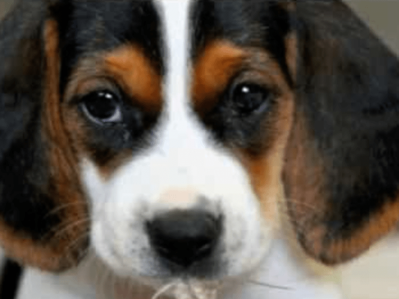 Toelettatura Vanity Dog