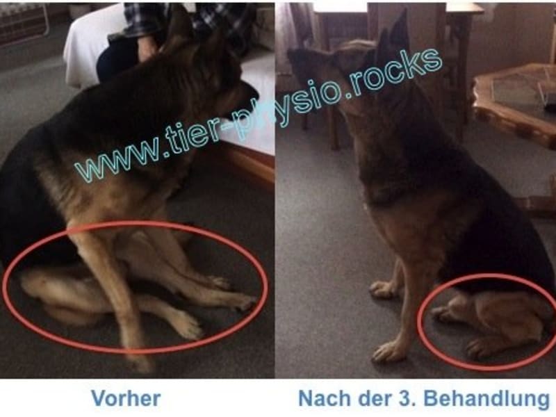 Animalpura Hundephysiotherapie