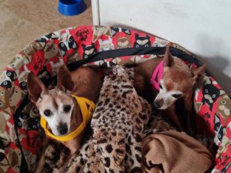 Guardería Canina Palermo