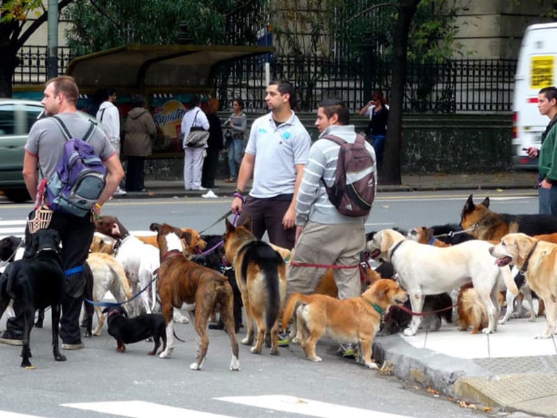 Paseadores de Perros Explained