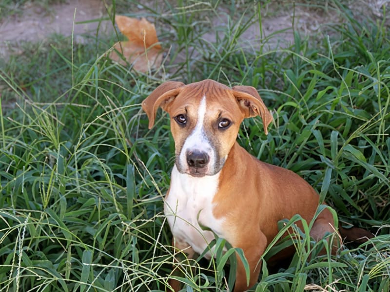 Rainy Day Dog Tips BA