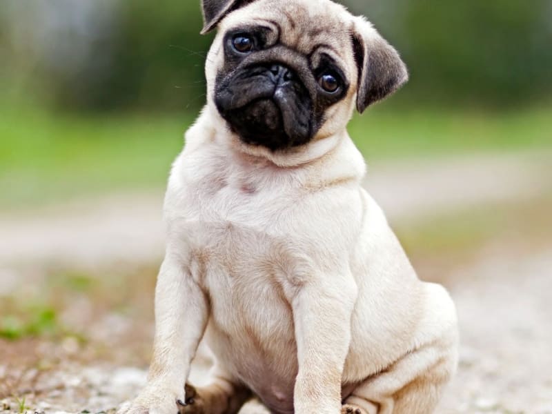 Dog-Friendly Cafés BA