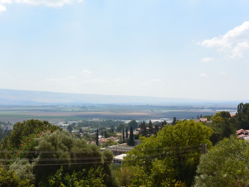 Taxi and Uber with Dogs