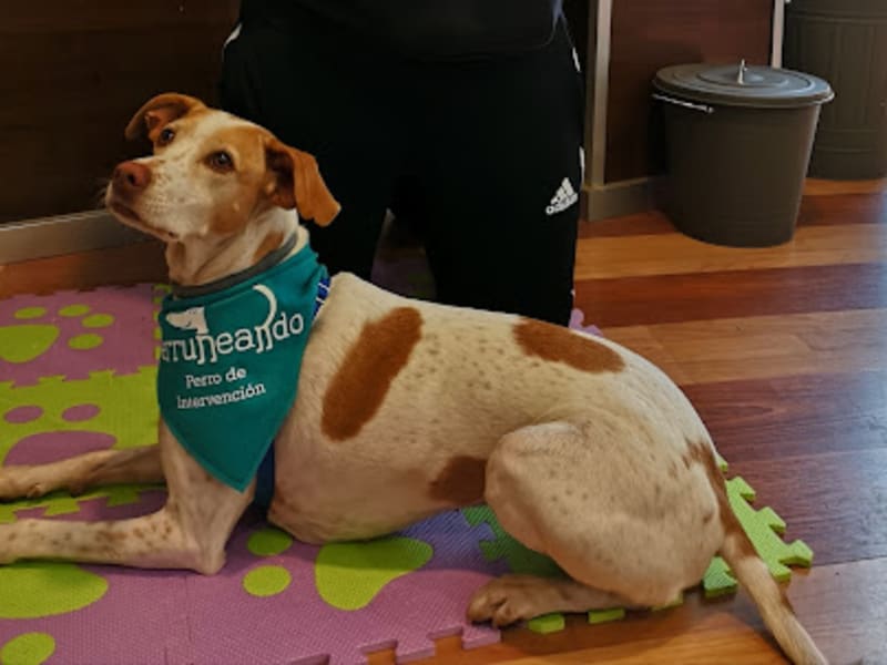 Adiestramiento Canino Córdoba