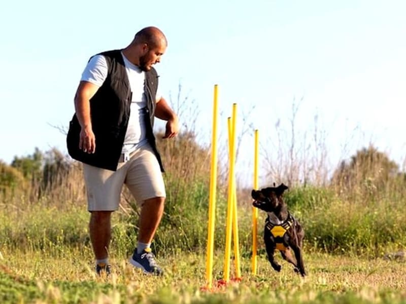 Paseadores de Perros Córdoba