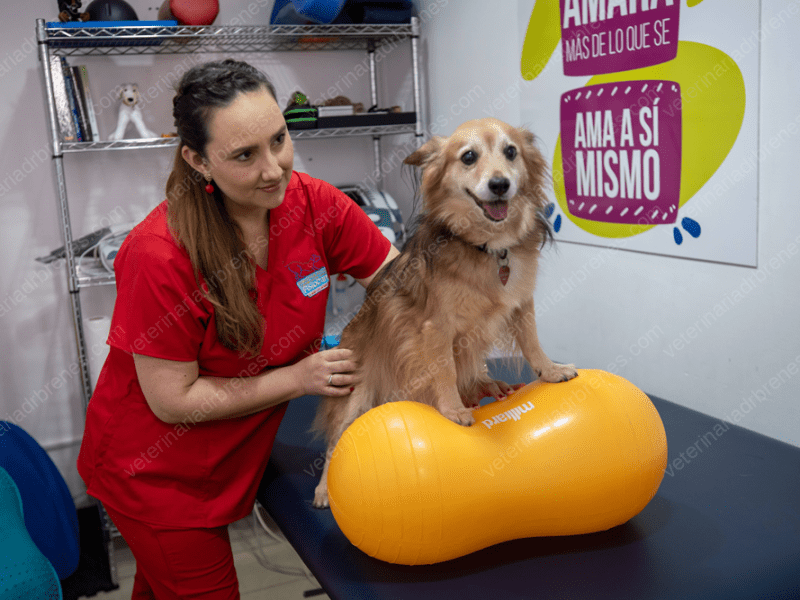 Fisioterapia Canina Córdoba