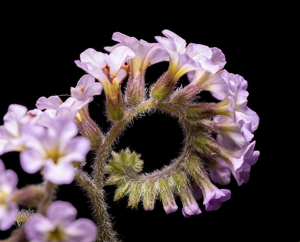 Jardim da Fundação Calouste Gulbenkian