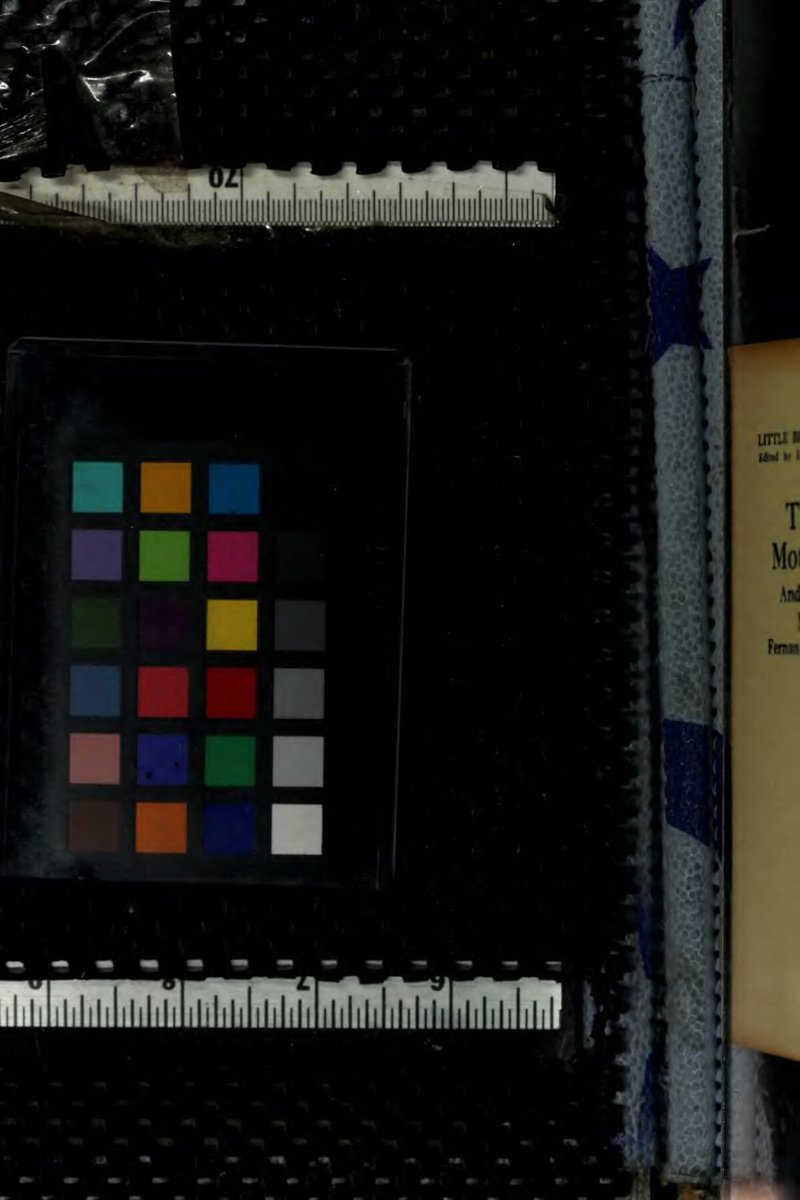 Madrid Dog Walking Services