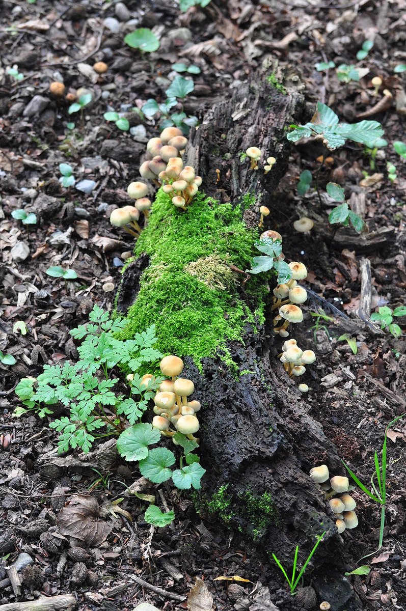 Hönggerberg to Regensdorf