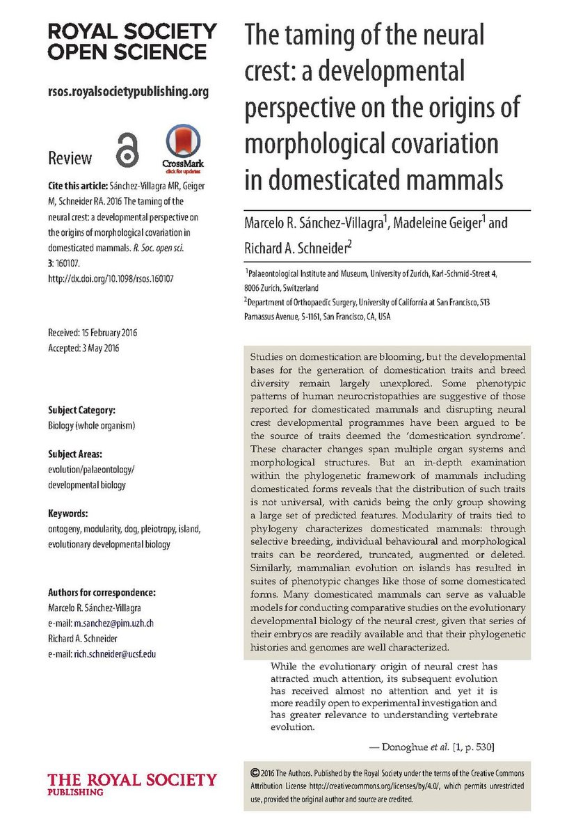 Swiss Dog Import Rules