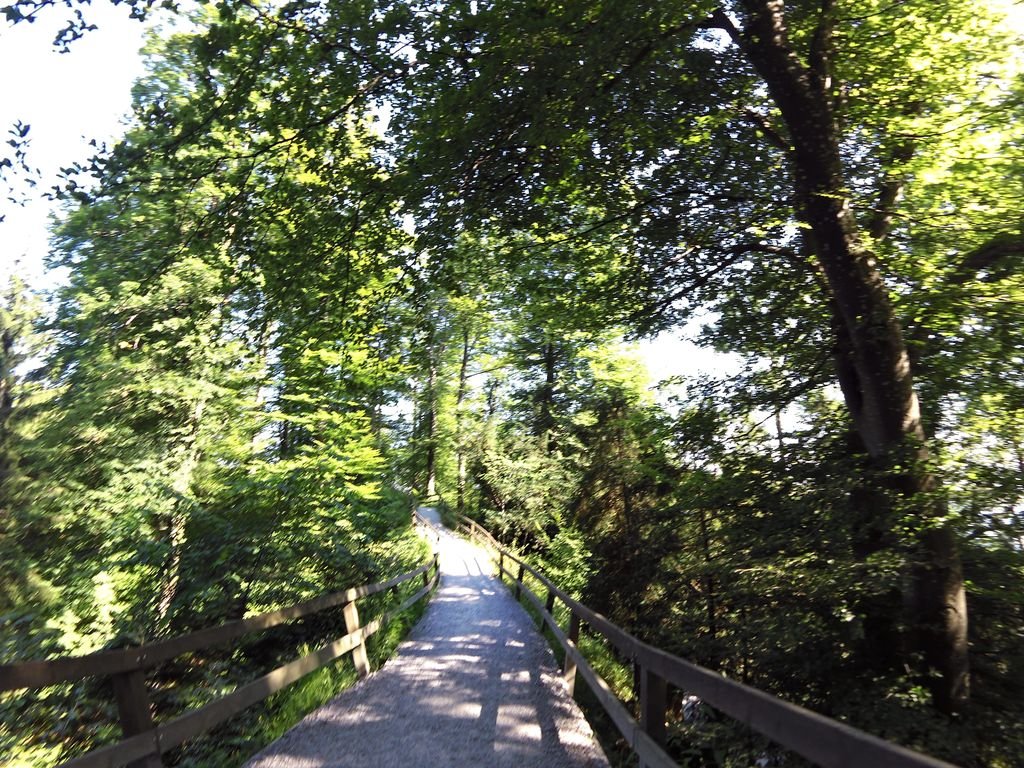 Uetliberg Summit Trail