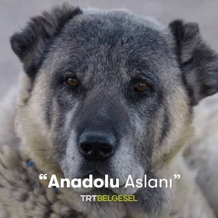 Anadolu Aslanı Belgeseli