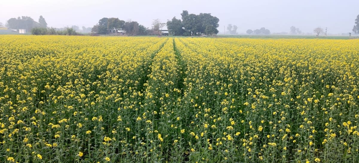 Rural Development
