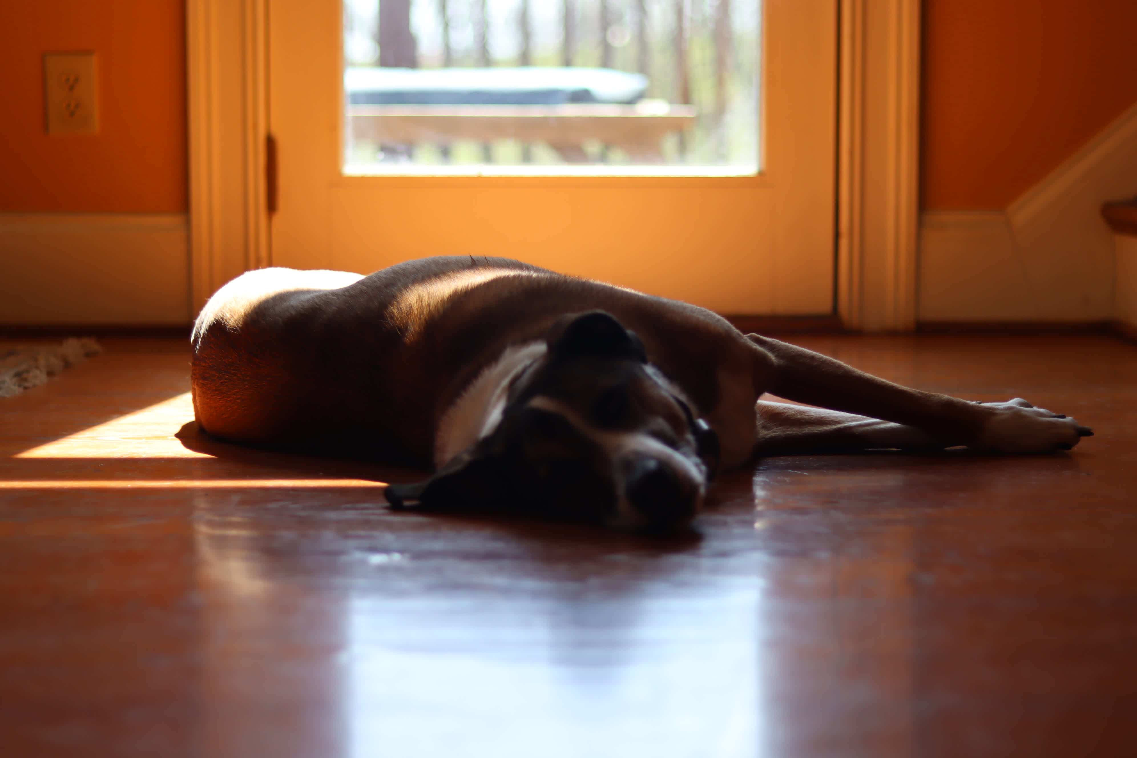 The Pezzi's beautiful family dog