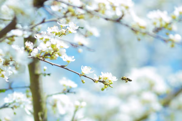 "The Applicant" / "Lady Lazarus"