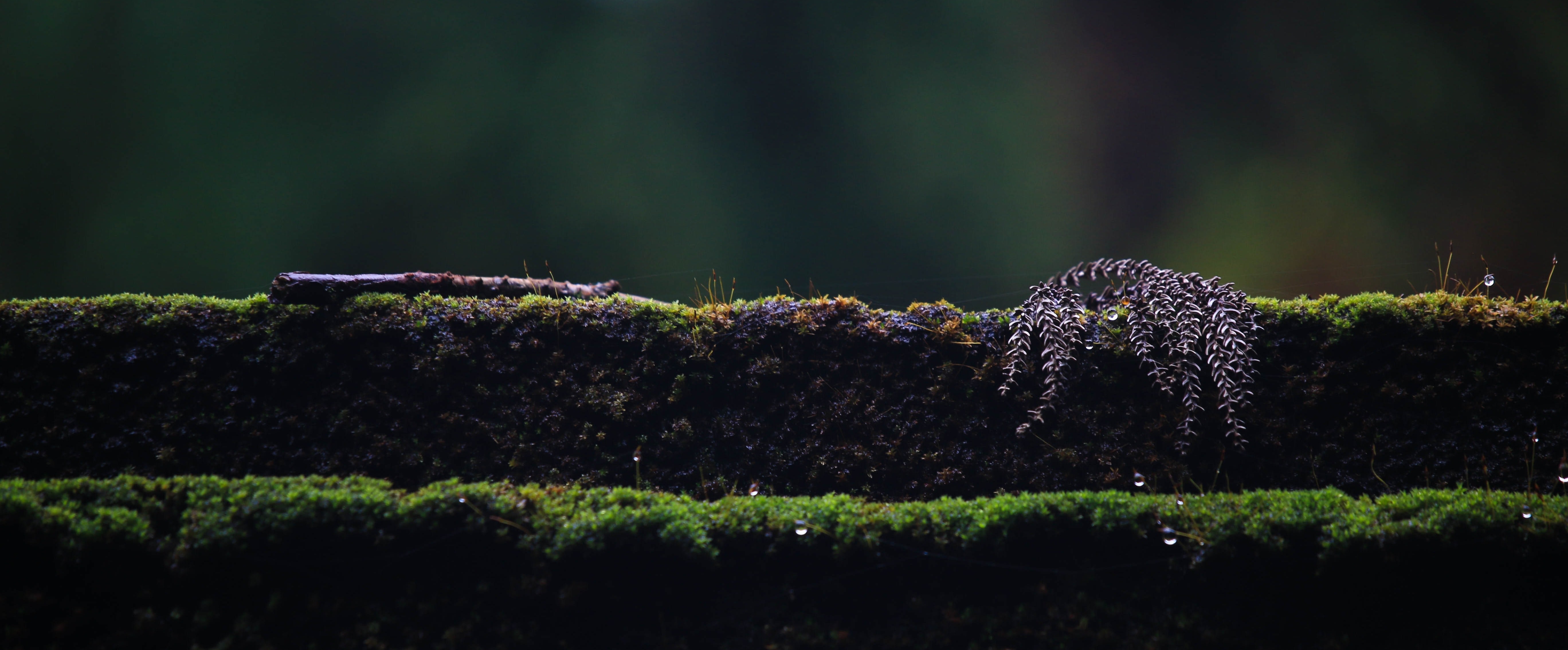 img of Ep. 2: The Cold, Cold Winter