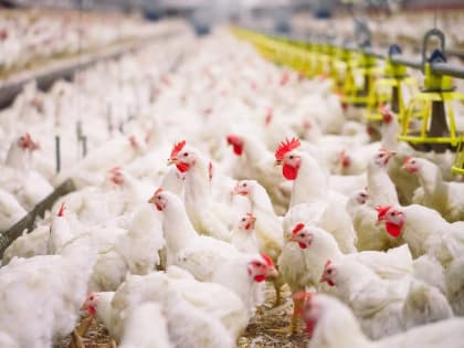 Кузбасс укрепляет позиции в производстве мяса птицы и яиц