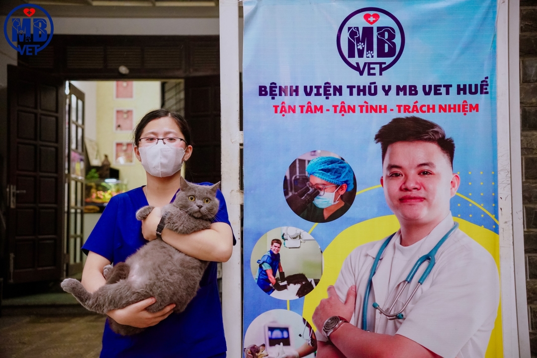 Thumbnail của Vaccine 4in1 cho mèo – Khi nào cần tiêm và tại sao không nên bỏ lỡ? 