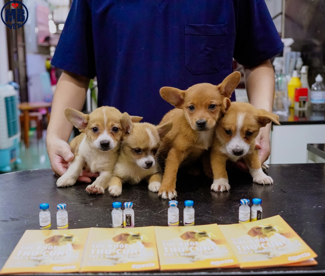Thumbnail của Các loại vaccine cần tiêm phòng cho chó – Bảo vệ toàn diện khỏi bệnh truyền nhiễm nguy hiểm