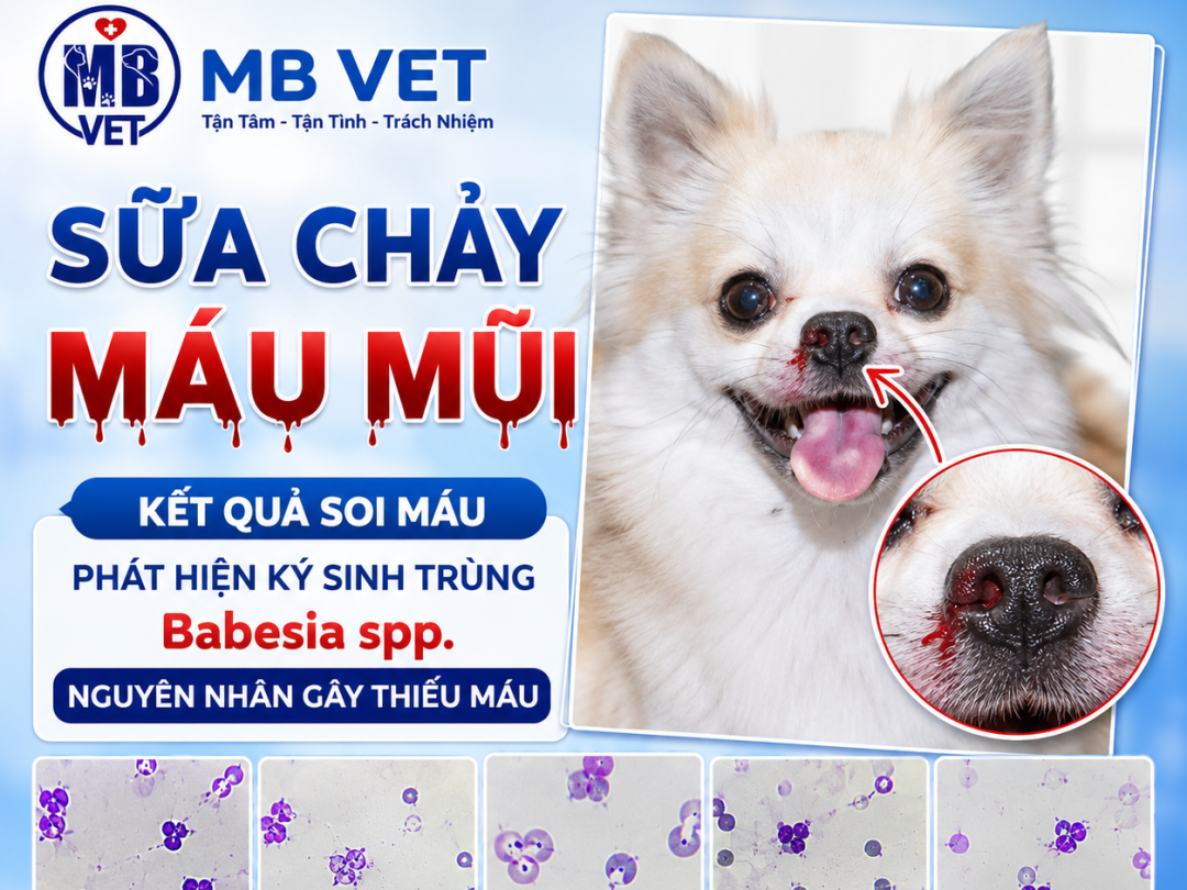 Thumbnail của Bé Sữa chảy máu mũi – Soi máu phát hiện ký sinh trùng Babesia spp.