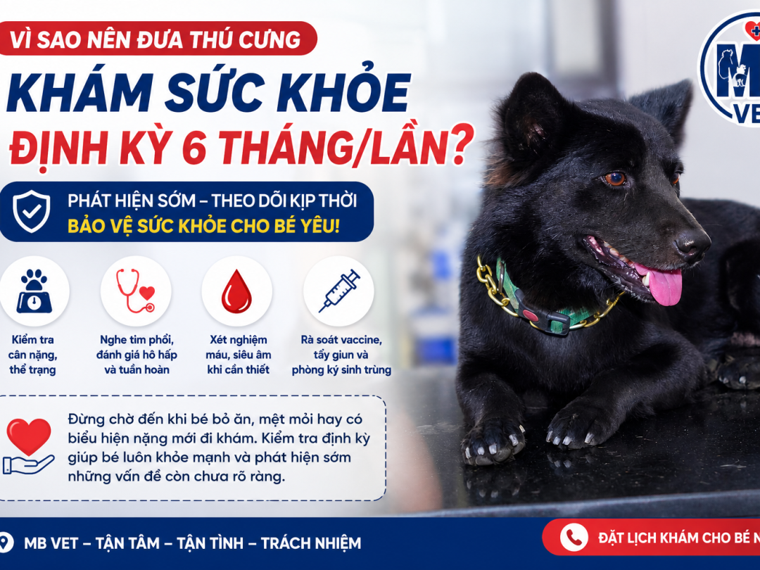 Thumbnail của Vì sao chó mèo nên khám sức khỏe tổng quát định kỳ 6 tháng/lần?