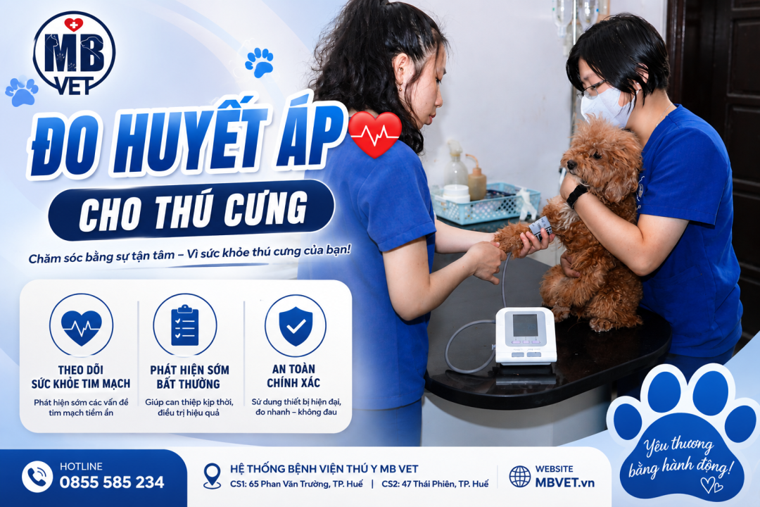 Thumbnail của Đo huyết áp cho chó mèo: Khi nào cần kiểm tra và vì sao không nên bỏ qua?