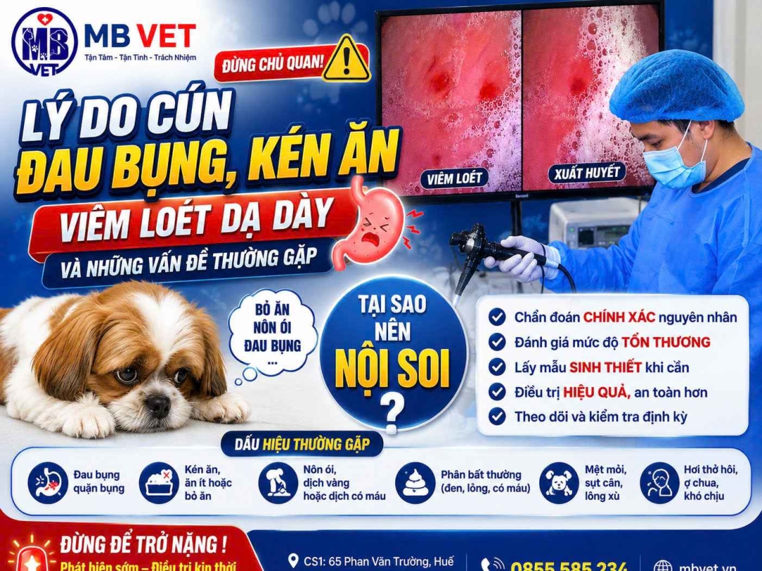 Thumbnail của Poodle đau bụng, kén ăn, chân yếu: Nội soi phát hiện viêm loét dạ dày – “thủ phạm” ẩn sau những triệu chứng mơ hồ