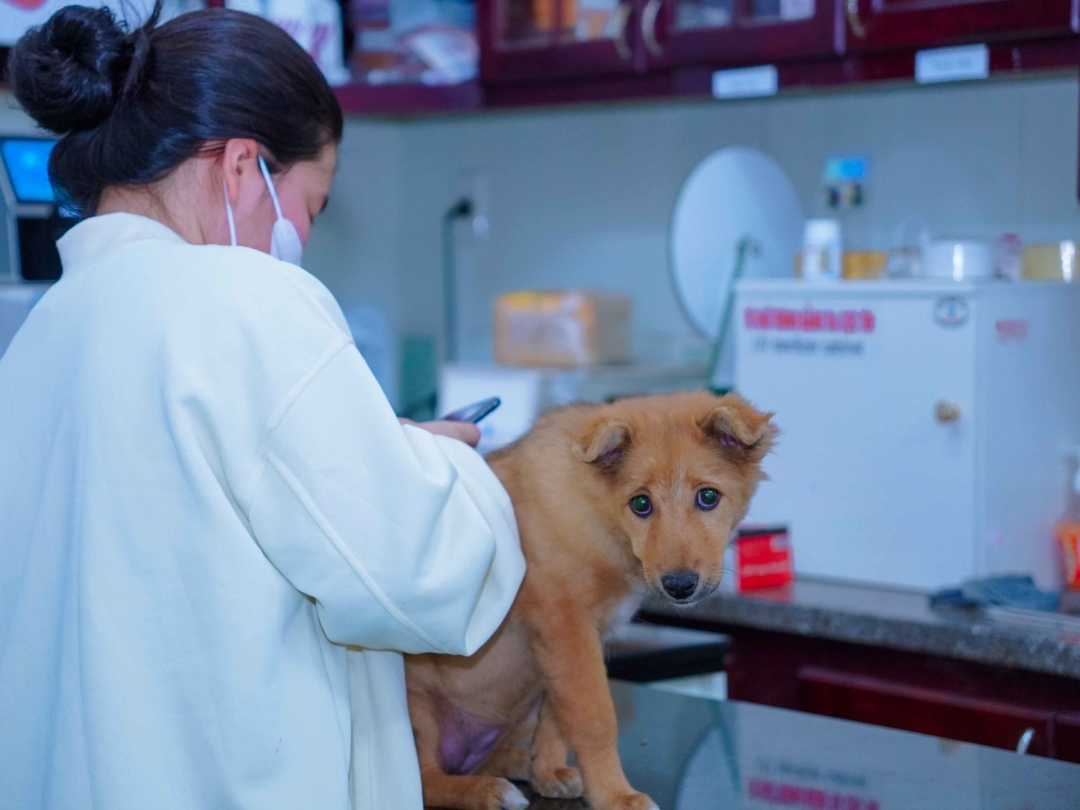 Thumbnail của Veterinarian in Hue – Trusted Pet Care for Expats & Locals