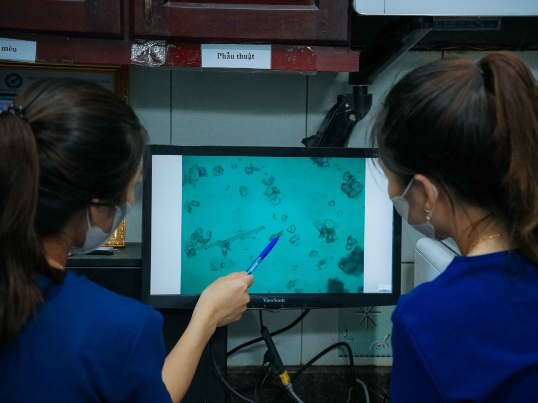 Thumbnail của Bé mèo nhà chị Quỳnh Chi – Tây Trì Nhơn, P. Mỹ Thượng, TP Huế