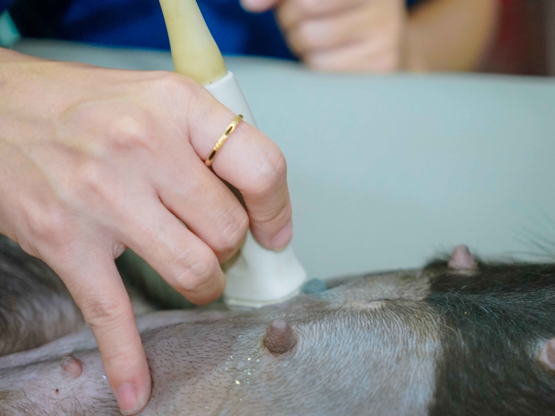 Thumbnail của Siêu Âm Thai Cho Thú Cưng: Tất Tần Tật Những Điều Chủ Nuôi Cần Biết